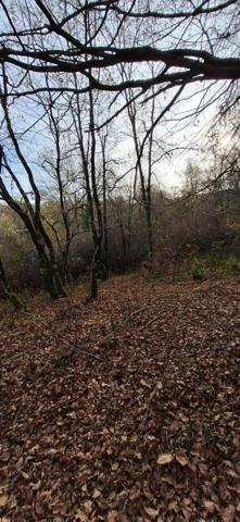 Terrain de loisirs - Bois - Etang à vendre à Peyrusse-Grande dans le Gers (32320), ref : 32002-243