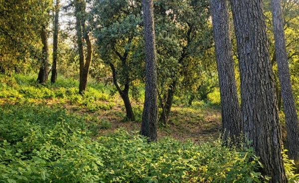 TERRAIN CONSCTRUCTIBLE 1246m2 BOLLENE 130 000 EUROS