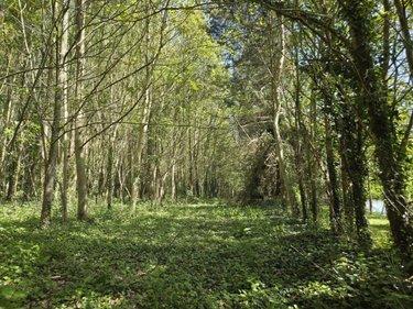 Terrain de loisirs - Bois - Etang à vendre à La Roche-Neuville en Mayenne (53200), ref : 53073-1758