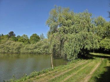 Terrain de loisirs - Bois - Etang à vendre à La Roche-Neuville en Mayenne (53200), ref : 53073-1758