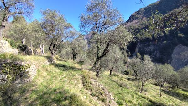 Breil-sur-Roya (06540) Maison mitoyenne avec piscine dans les oliviers