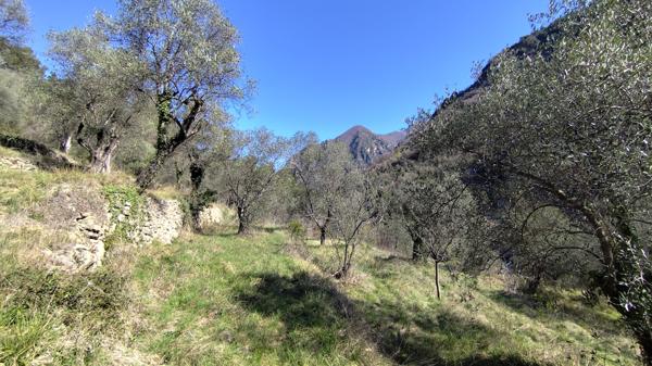 Breil-sur-Roya (06540) Maison mitoyenne avec piscine dans les oliviers