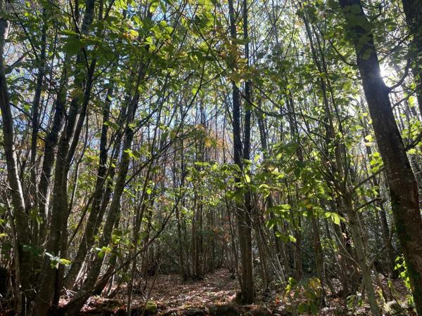 Achat - Terrain de loisirs, bois, étangs | Bois Hambers 53160 5520 m 2