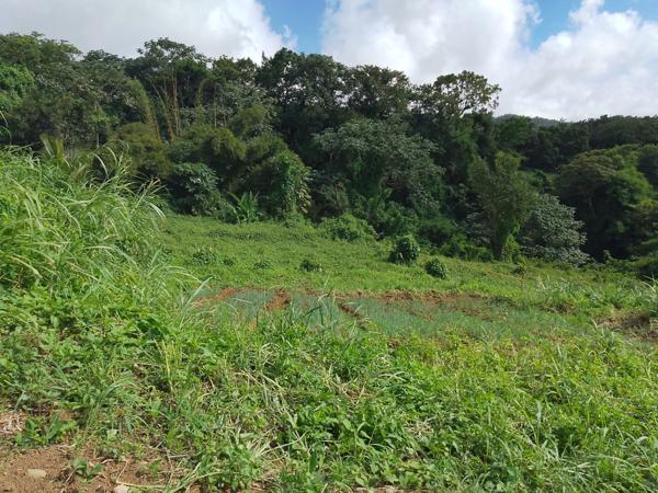 Terrain à vendre SAINT CLAUDE (971) 49000 euros