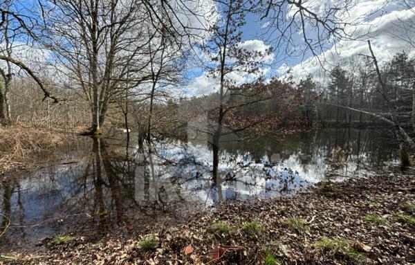 Magnifique Propriété en Sologne avec Maison de Maître et Plus de 96 Hectares