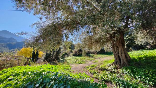 EXCLU VENTE : Terrain à batir, de 567,00 m² MONCALE (20)