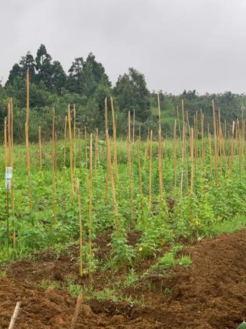 Propriétè Agricole de 22ha avec Gîte, chalet et étable aux MAKES