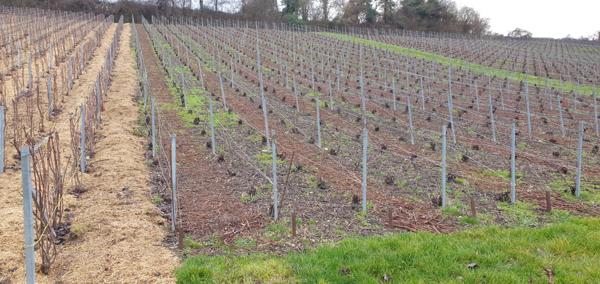 Mareuil-le-Port (51700) TERRE A VIGNE