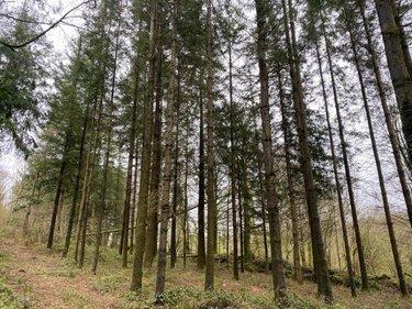 Terrain de loisirs - Bois - Etang à vendre à Champ-du-Boult dans le Calvados (14380), ref : 14076-5853