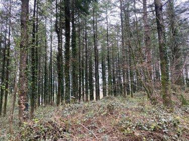 Terrain de loisirs - Bois - Etang à vendre à Champ-du-Boult dans le Calvados (14380), ref : 14076-5853