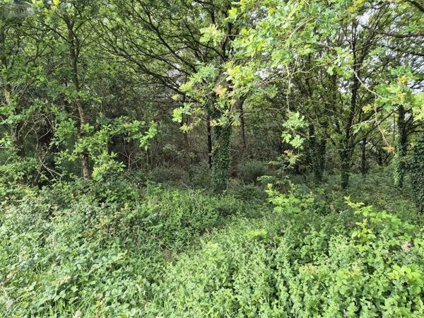 Achat - Terrain de loisirs, bois, étangs Saint-Servant 56120 12400 m 2