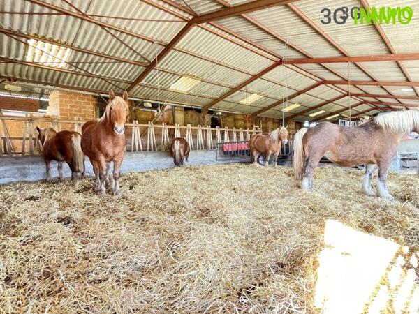 Vente / Corps de ferme