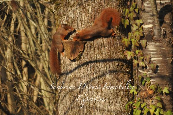 Pisany (17600) Maison Oléronaise 6 pièces avec magnifique véranda. Cadre naturel à Pisany