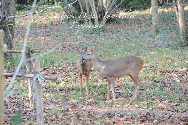 Pisany (17600) Maison Oléronaise 6 pièces avec magnifique véranda. Cadre naturel à Pisany