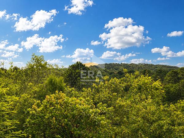 Vue exceptionnelle sur la forêt et la Dune du Pilat