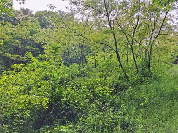 Terrain à vendre - VENARSAL (19)