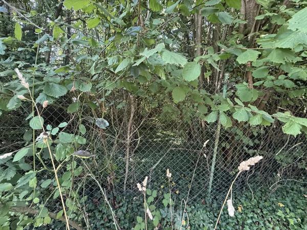 Achat - Terrain de loisirs, bois, étangs Muizon 51140 630 m 2