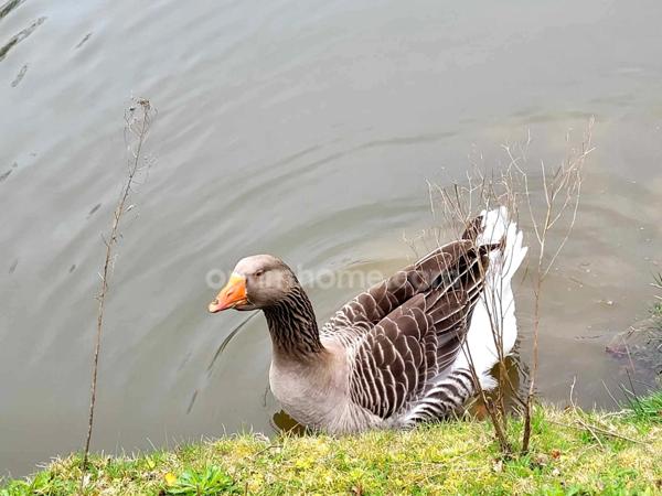 Maison à vendre 5 pièces ELVEN 56250 Morbihan Bretagne Sud