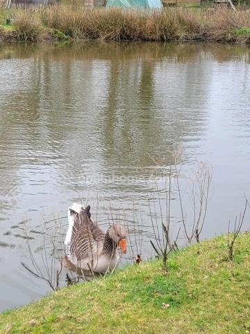 Maison à vendre 5 pièces ELVEN 56250 Morbihan Bretagne Sud