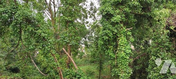 Rare sur le marché ! Terrain constructible de 1296m² secteur Triangle d'Or, proche du Casino