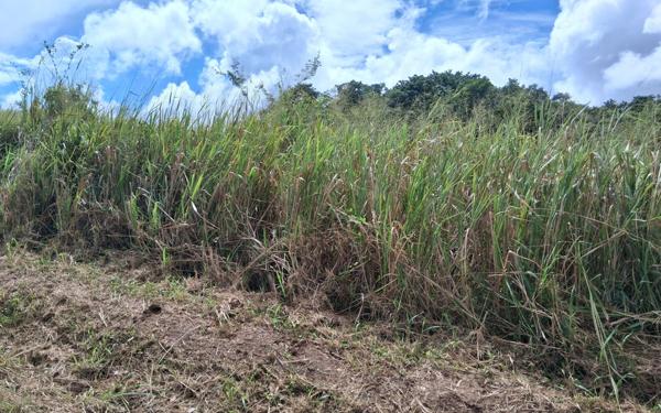 Terrain à vendre    Sainte-Rose