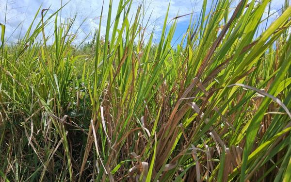 Terrain à vendre    Sainte-Rose