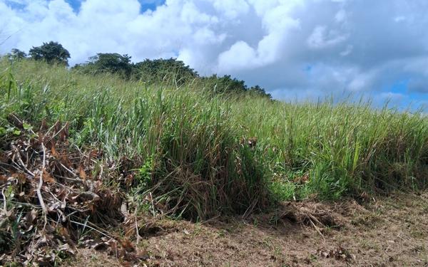Terrain à vendre    Sainte-Rose