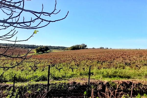 A vendre Propriété de 9,8 ha avec Maison et dépendances