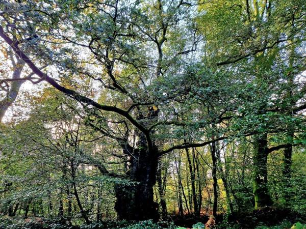 Maison à vendre à Kernascléden dans le Morbihan (56540), ref : 56075-2341