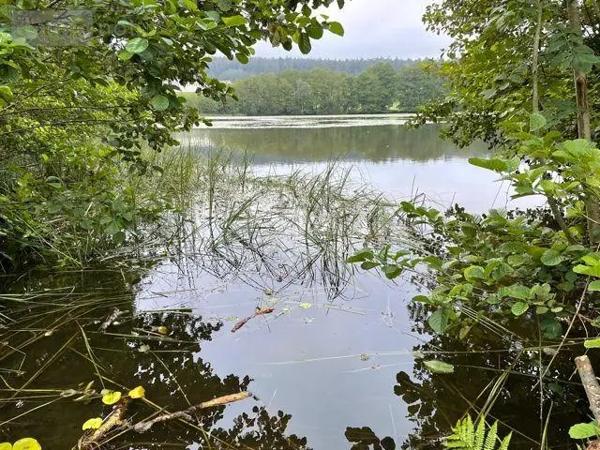 Achat - Terrain de loisirs, bois, étangs | Étang Le Val-d'Ajol 88340 25021 m 2
