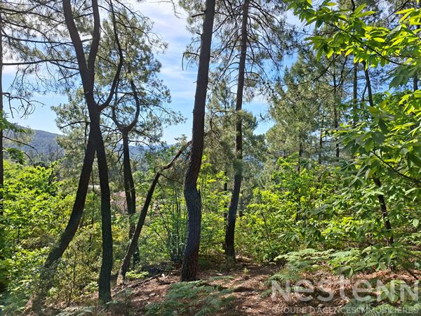 Terrain à vendre de 24 800 m² à Saint Martin de Boubaux - NESTENN Le Collet-de-Dèze