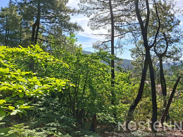 Terrain à vendre de 24 800 m² à Saint Martin de Boubaux - NESTENN Le Collet-de-Dèze