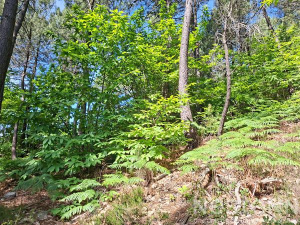 Terrain à vendre de 24 800 m² à Saint Martin de Boubaux - NESTENN Le Collet-de-Dèze