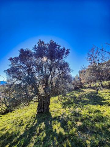 PUIMOISSON  TERRAIN DE LOISIR  OLIVIERS  PUITS  VUE EXCEPTIONNELLE  1 800 m² - 38 000 