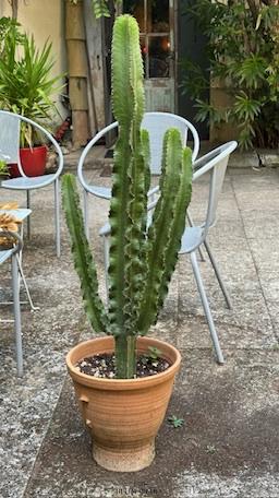 Sommières (30250) OFF MARKET - Mas historique 490 m2 à rénover - A 10' de SOMMIERES - 30250