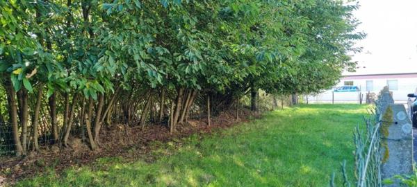 LA GUERCHE DE BGNE - Sortie ville - Terrain à bâtir + parcelle agricole