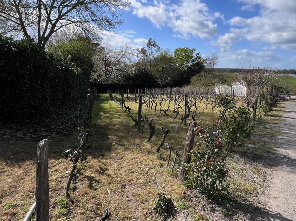 Montjean-sur-Loire (49570) Terrain 795 m²