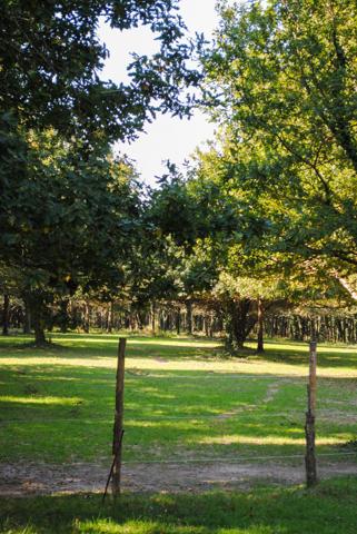 Domaine