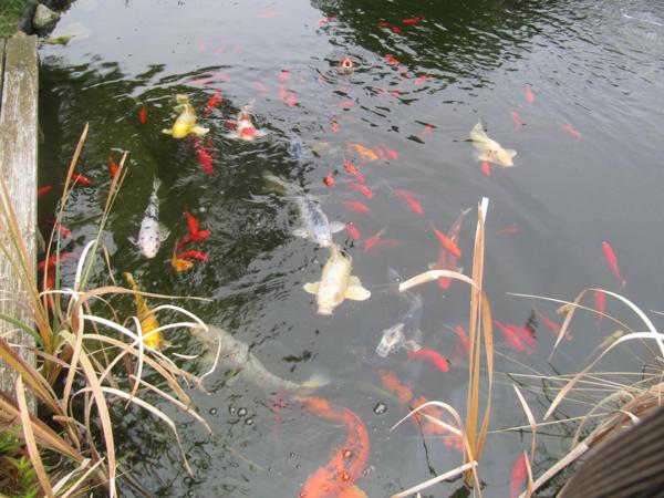 maison plein pied 2005 110 m² sur terrain 1200 m²