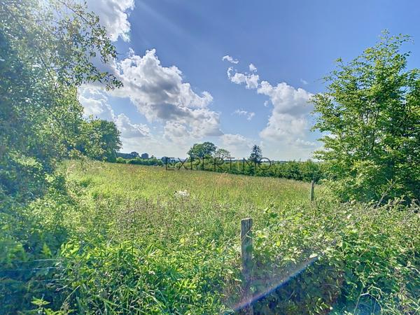 Le Mesnil-Auzouf (14260) UN HERBAGE POUR VOS CHEVAUX !