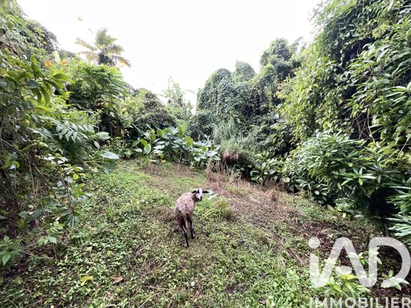 Terrain à vendre 1 100 m² Le Morne-Vert