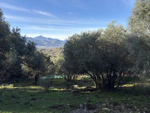 Vente Terrain 5040 m2 à Montegrosso