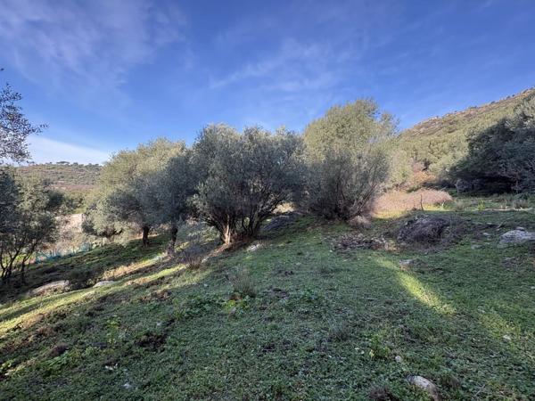 Vente Terrain 5040 m2 à Montegrosso