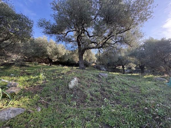 Vente Terrain 5040 m2 à Montegrosso