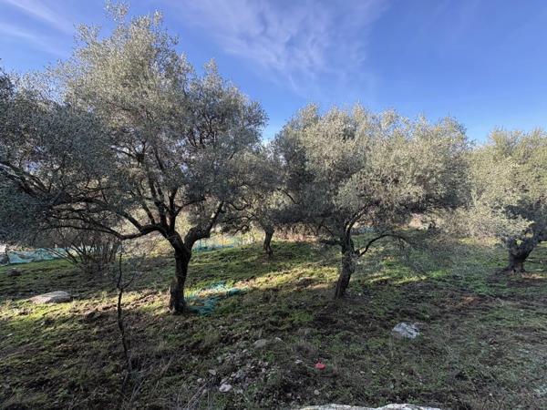 Vente Terrain 5040 m2 à Montegrosso