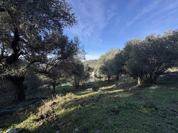 Vente Terrain 5040 m2 à Montegrosso