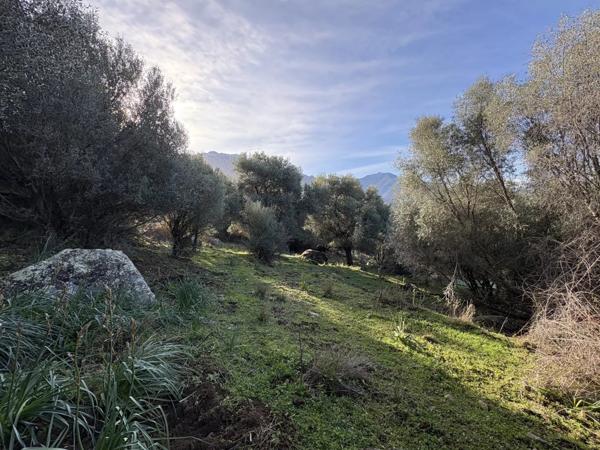 Vente Terrain 5040 m2 à Montegrosso