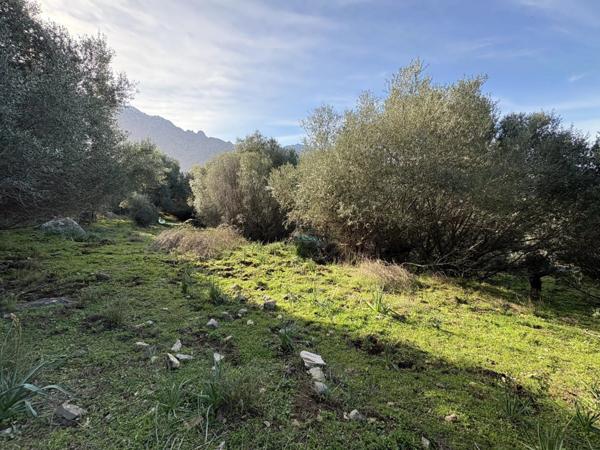 Vente Terrain 5040 m2 à Montegrosso