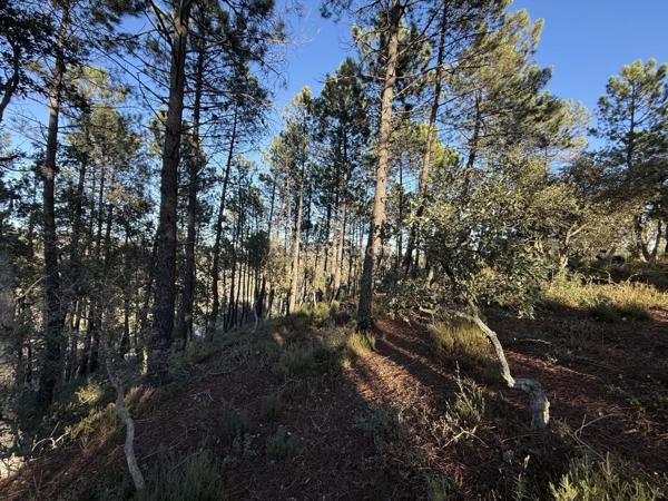 Vente Terrain 1001 m2 à Vidauban
