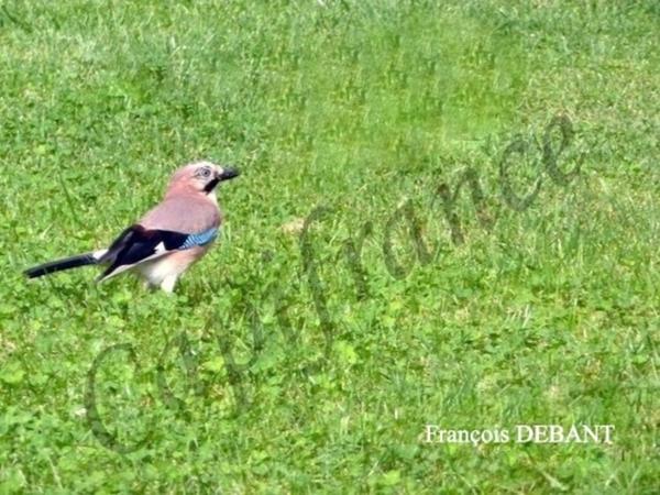 Terrain à vendre de 1 159,00 m² proche de BETHENIVILLE (51)